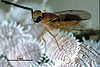 Leptomastix dactylopii