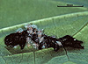 Euplectrus melanocephalus