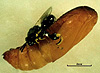 Brachymeria tibialis