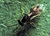 Sympiesis stigmatipennis
