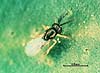 Tetracnemoidea brevicornis