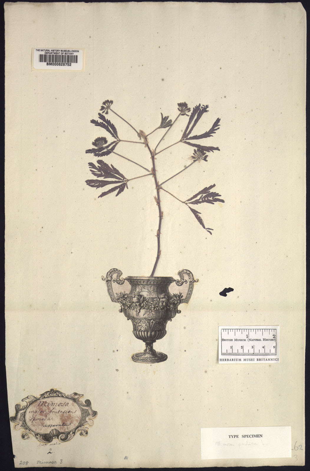 Figure 10: Lectotype of Mimosa pudica (The Natural History Museum London, n.d.)