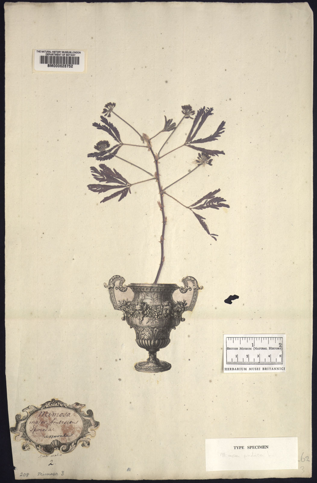Figure 10: Lectotype of Mimosa pudica (The Natural History Museum London, n.d.) Figure 10: Lectotype of Mimosa pudica (The Natural History Museum London, n.d.)
