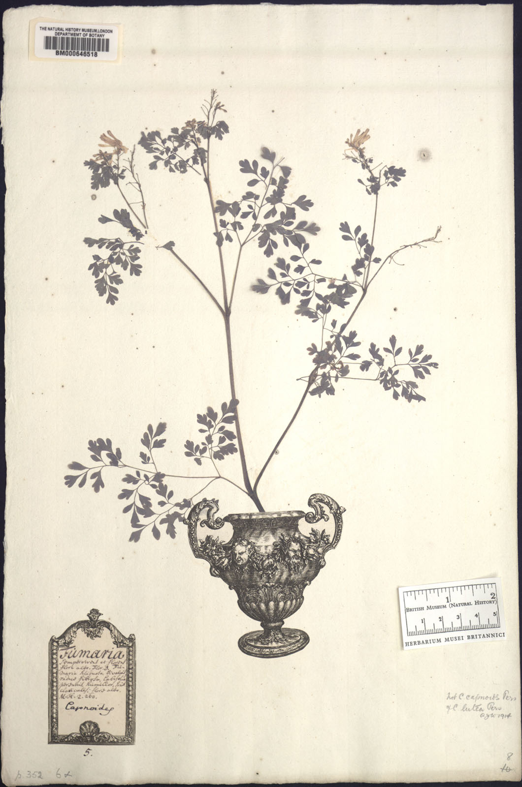http://www.nhm.ac.uk/resources/research-curation/projects/clifford-herbarium/lgimages/BM000646518.JPG