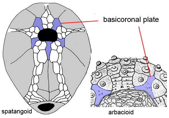 basicoronal plate