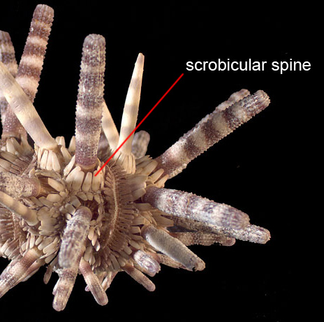 scrobicular spines