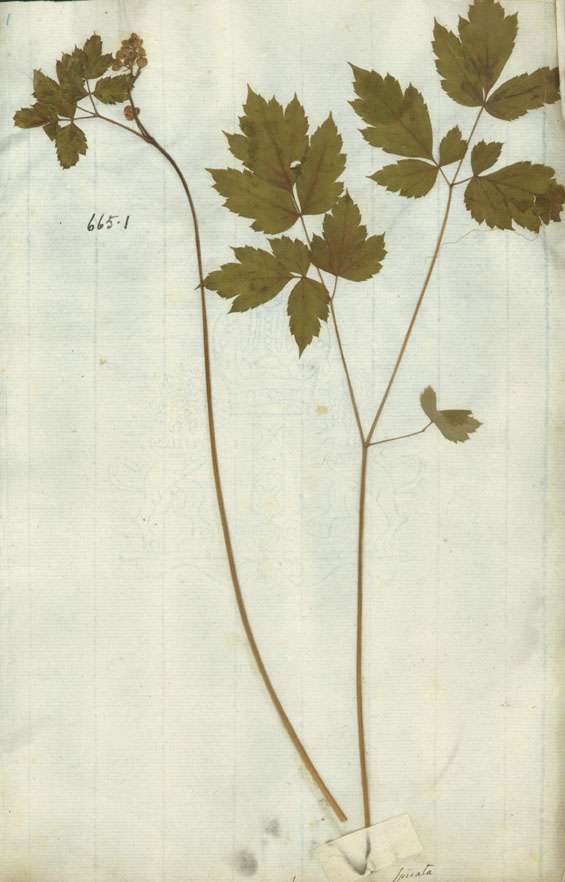 http://www.nhm.ac.uk/resources/research-curation/projects/linnaean-typification/lgimages/HL665.1.JPG