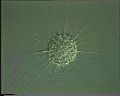 View Actinophrys sol QuickTime movie - 0.614 mb