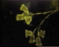 View Campanella umbellaria QuickTime movie - 8.14 mb