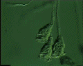 View Carchesium polypinum QuickTime movie - 1.32 mb