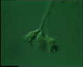 View Carchesium sp. QuickTime movie - 2.55 mb
