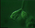View Carchesium sp. QuickTime movie - 3.722 mb
