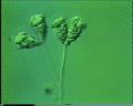 View Carchesium sp. QuickTime movie - 2.401 mb