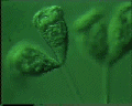 View Carchesium sp. QuickTime movie - 4.645 mb