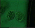 View Carchesium sp. QuickTime movie - 2.481 mb