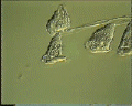 View Carchesium sp. QuickTime movie - 1.627 mb