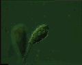 View Epistylis plicatilis QuickTime movie - 2.011 mb