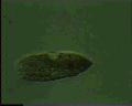 View Trichototaxis sp. QuickTime movie - 2.395 mb