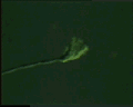 View Vorticella convallaria QuickTime movie - 4.705 mb