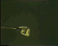 View Vorticella convallaria QuickTime movie - 4.256 mb