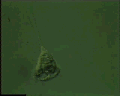 View Vorticella convallaria QuickTime movie - 1.546 mb