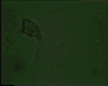 View Vorticella convallaria QuickTime movie - 3.942 mb