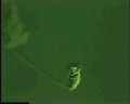 View Vorticella striata QuickTime movie - 2.476 mb