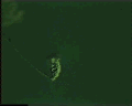 View Vorticella striata QuickTime movie - 3.243 mb