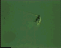 View Vorticella striata QuickTime movie - 1.502 mb