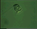 View Vorticella striata QuickTime movie - 6.89 mb