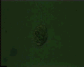 View Vorticella striata QuickTime movie - 0.387 mb