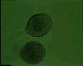 View Vorticella striata QuickTime movie - 0.93 mb