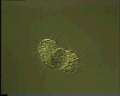 View Actinophrys sol QuickTime movie - 2.551 mb