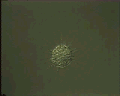 View Actinophrys sol QuickTime movie - 1.393 mb