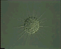 View Actinophrys sol QuickTime movie - 2.708 mb
