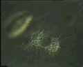 View Actinophrys sol QuickTime movie - 6.747 mb