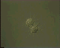 View Actinophrys sol QuickTime movie - 3.095 mb