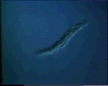 Blepharisma Sp