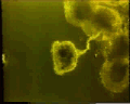 View Campanella umbellaria QuickTime movie - 3.569 mb