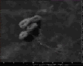 View Campanella umbellaria QuickTime movie - 6.44 mb
