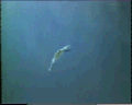 View Epiclintes auricularis QuickTime movie - 2.863 mb