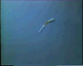 View Epiclintes auricularis QuickTime movie - 2.321 mb