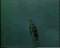 View Epiclintes auricularis QuickTime movie - 6.127 mb