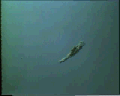 View Epiclintes auricularis QuickTime movie - 3.479 mb