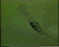 View Epiclintes auricularis QuickTime movie - 5.5 mb