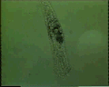 View Epiclintes auricularis QuickTime movie - 10.073 mb
