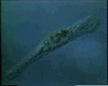 View Epiclintes auricularis QuickTime movie - 9.462 mb