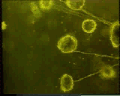 View Vorticella campanula QuickTime movie - 3.554 mb