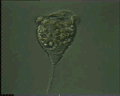 View Vorticella campanula QuickTime movie - 2.862 mb