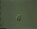 View Vorticella convallaria QuickTime movie - 3.633 mb